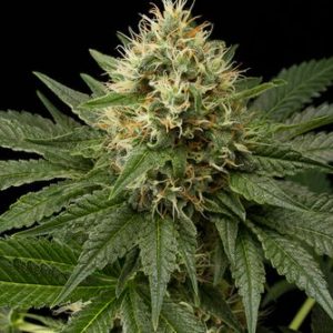 Dinachem (Dinafem) Semilla Feminizada Cannabis