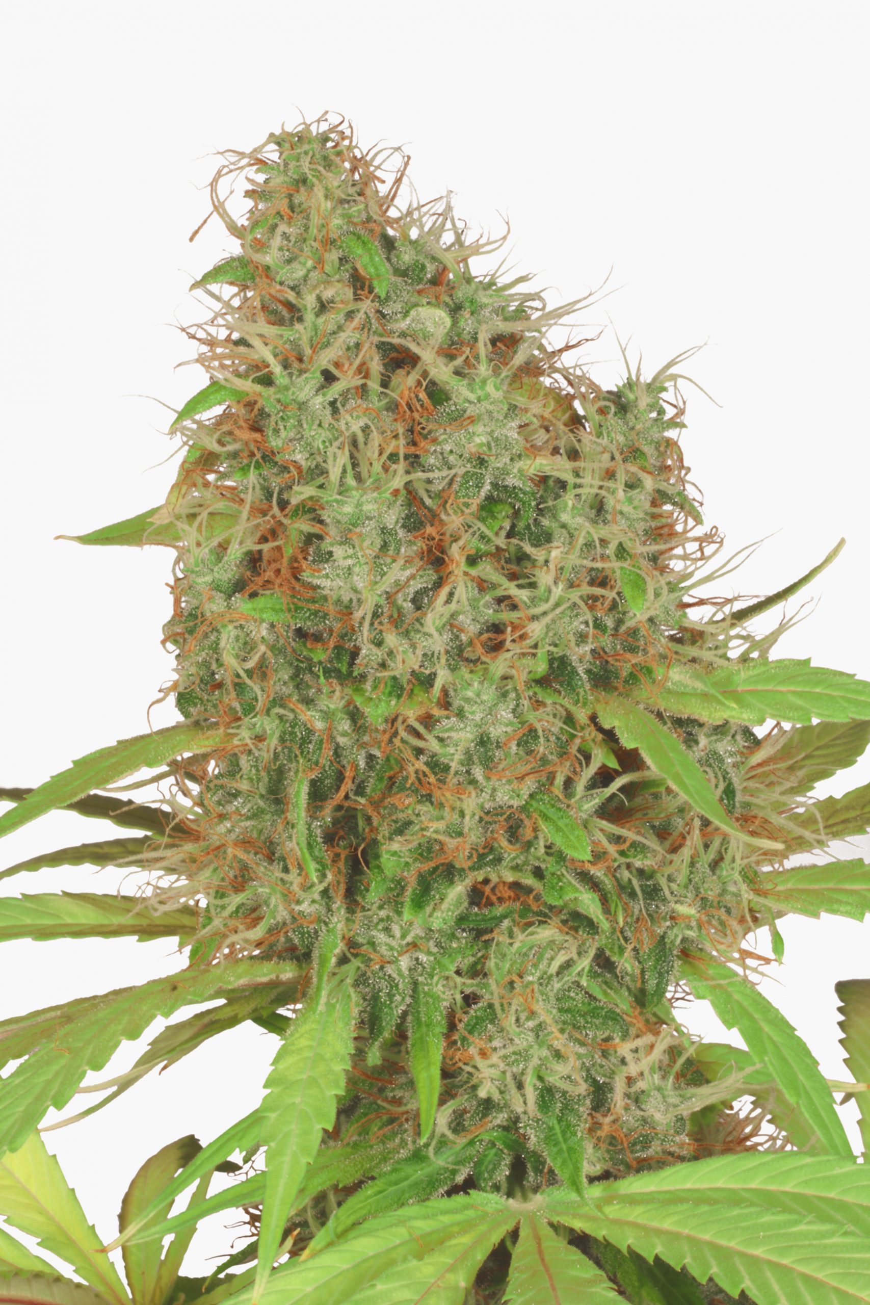 Dutch Haze (Dutch Passion Seeds)