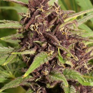 Frisian Dew (Dutch Passion) Semilla feminizada Cannabis-Marihuana