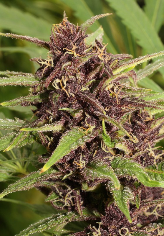 Frisian Dew (Dutch Passion) Semilla feminizada Cannabis-Marihuana