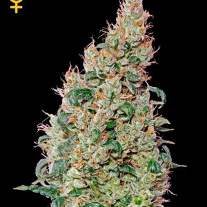 Green-o-matic Auto (Green House Seeds) Semilla Autofloreciente Feminizada Cannabis-Marihuana