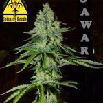 Jawar (Biohazard Seeds) Feminizada