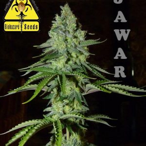 Jawar (Biohazard Seeds) Feminizada