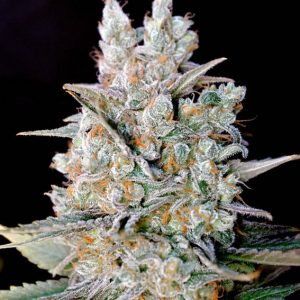Kritikal Bilbo Auto (Genehtik Seeds) Semilla Autofloración feminizada Cannabis