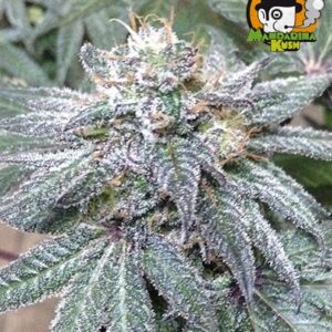 Mandarina Kush (Mano Verde Seeds) Semilla Feminizada Cannabis