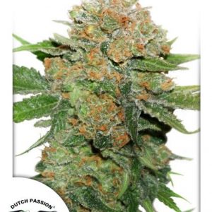 Night Queen (Dutch Passion) Cannabis seeds