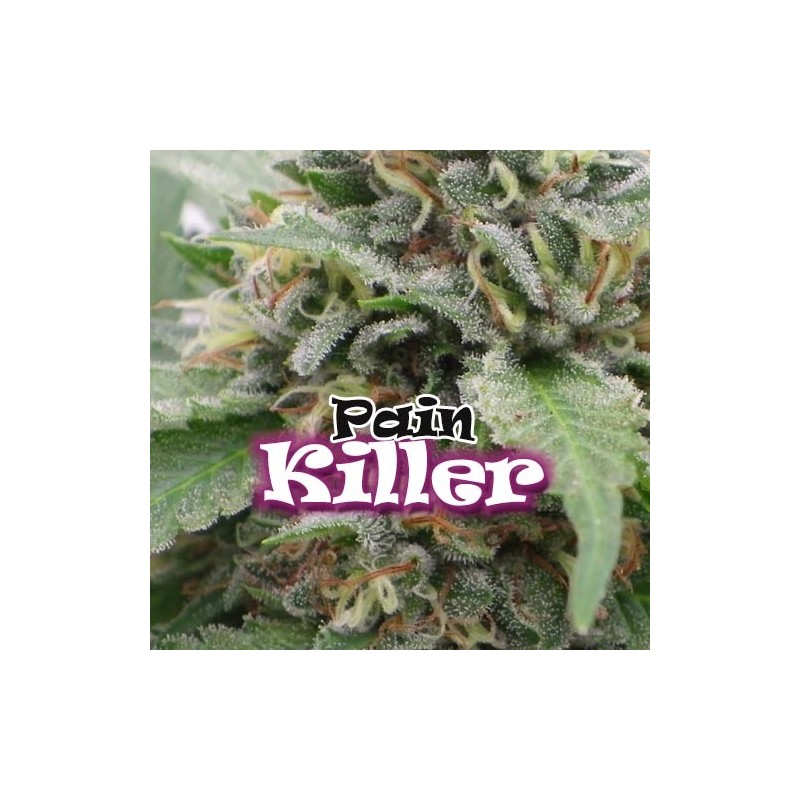 Painkiller (Dr. Underground Seeds) Semilla Feminizada Cannabis - Marihuana Painkiller (Dr. Underground Seeds) Hablamos de un híbrido creado exclusivamente para uso medicinal, si bien en las sativas buscamos efectos activos, en esta planta hemos creado lo