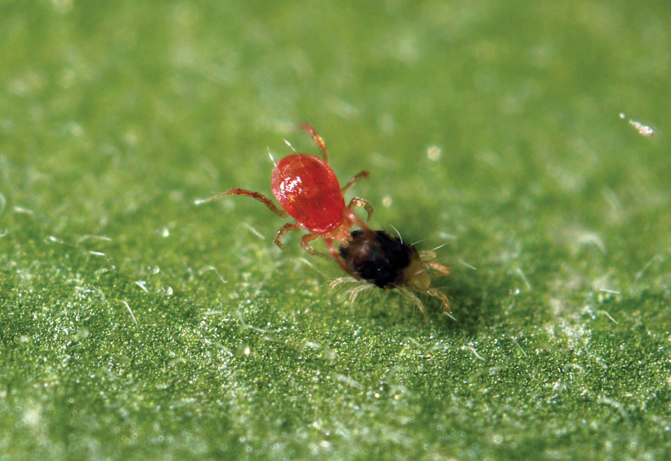SPIDEX Phytoseiulus Persimilis (Contra Araña Roja) Lucha Biológica