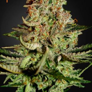 Super Bud (Greeen House Seeds) Semilla Cannabis Feminizada Barata