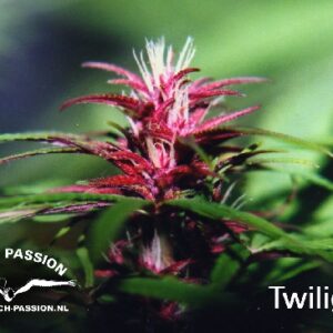 Twilight (Dutch Passion) Semilla feminizada Cannabis cogollo Morado