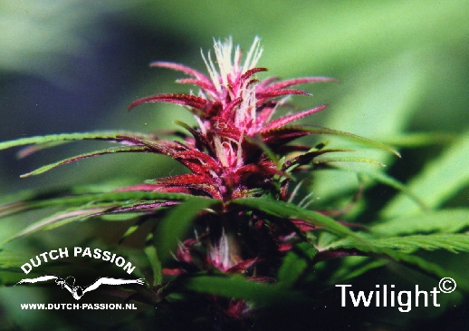 Twilight (Dutch Passion) Semilla feminizada Cannabis cogollo Morado