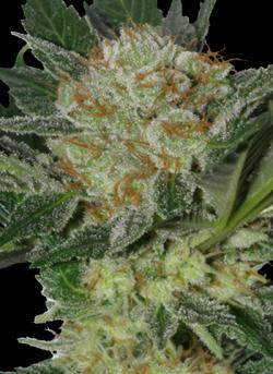 Widow (SeedMakers) Semilla Feminizada Cannabis-Marihuana barata