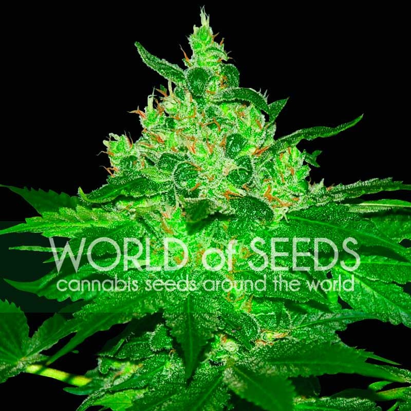 Afghan Kush Feminizada World Of Seeds Cannabis