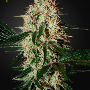 Arjan´s Haze #3 (Geen House Seeds)  Semilla Cannabis Arjan´s Haze #3 es una de las haze más rápida de la historia.  Genética: Haze, Laos.  Efectos: eufórica, muy social y muy creativa. Una de la más dulce y con toques frutales entre las sativas.  THC: 13.