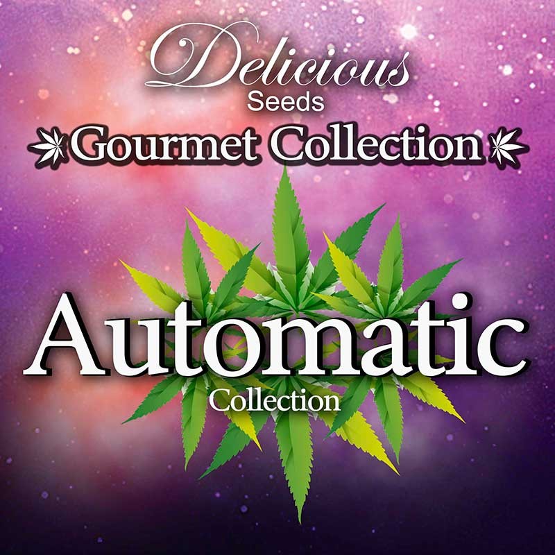 AUTOMATIC STRAINS 1# GOURMET COLLECTION (DELICIOUS SEEDS)