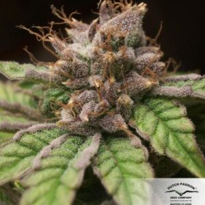 Blueberry Regular (Dutch Passion Seeds)  Semilla de Cannabis Blueberry ® Interior / Exterior  1º premio "Copa High Times" 2000  3º premio "Copa High Times" 2001  Nuestra Original Blueberry es principalmente una variedad Indica (80% Indica, 20% Sativa), na