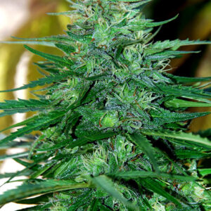 Caribe (Cannabiogen Seeds) Regular