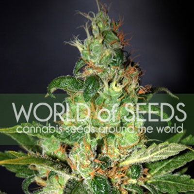 Chronic Haze (World of Seeds) Feminizada