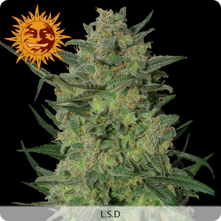 LSD (Barney´s Farm Seeds)