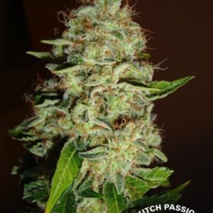 Mazar (Dutch Passion Seeds) Feminizada