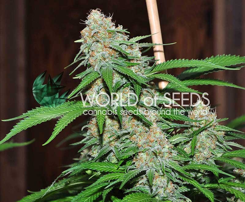 Mazar x White Rhino (World of Seeds) Semilla Cannabis Feminizados Medical Collection