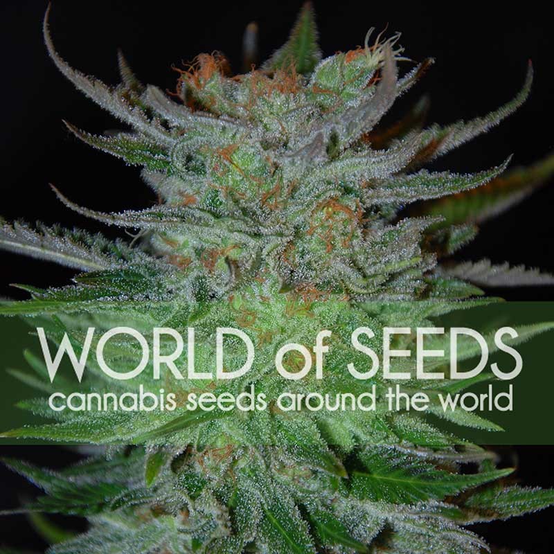New York Special (World of Seeds) Feminizada