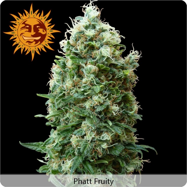Phatt Fruity (Barney´s Farm Seeds)