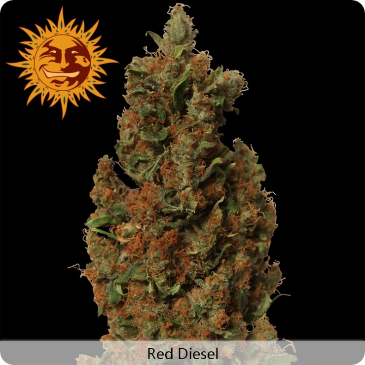 Red Diesel (Barney´s Farm Seeds)