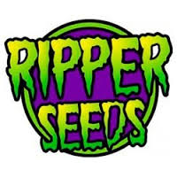 Sideral (Ripper Seeds) Semilla Feminizada de Cannabis Fotodependiente  Las mejores Semillas Feminizadas de Ripper Seeds en nuestras tiendas Dr.Cogollo - PowerCogollo tu GrowShop más barato online  Sideral (Ripper Seeds) Nueva variedad de Ripper Seeds..