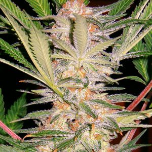 S.A.D. S1 (Sweet Afgani Delicious) Sweet Seeds
