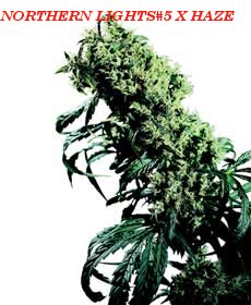 Semillas de Marihuana Northern Lights #5 x Haze Regular (Sensi Seeds) Este híbrido es el superlativo del cultivo de cannabis actual. El resultado: una planta de enorme potencia con un clímax extremo de Sativa.  En los Festivales de Cosecha de principios d