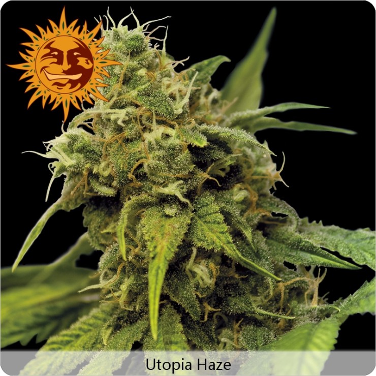 Utopia Haze (Barney´s Farm) Semilla Feminizada Ganadora de Cannabis Cup & Sativa Cup 2008. Utopia Haze (Barney´s Farm)  Todas las semillas feminizadas de Barney´s Farm Seeds en nuestras tiendas Dr.Cogollo - Powercogollo.com tu growshop más barato online N