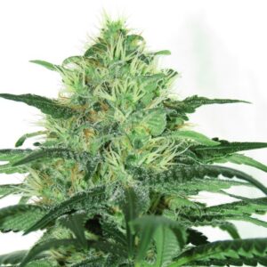 Sideral Feminizada Ripper Seeds