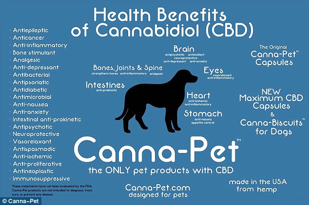 Beneficios del Cannabis en los Animales