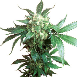 Black Domina Feminizada (Sensi Seeds)