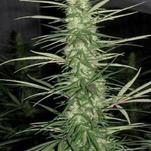 Congo Feminizada (Ace Seeds)