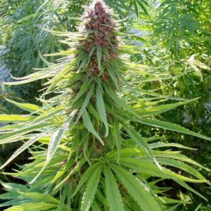 ErdPurt Feminizada (Ace Seeds)