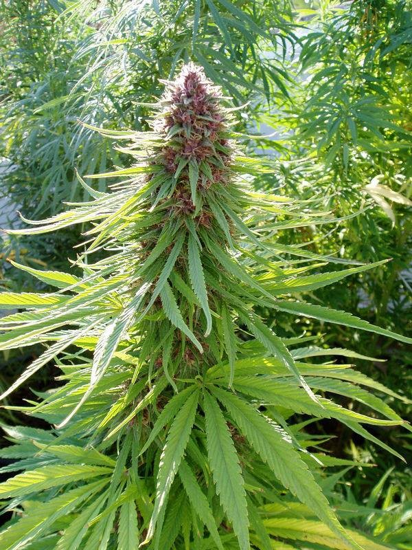 ErdPurt Feminizada (Ace Seeds)