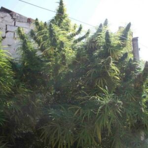 Golden Tiger Feminizada (Ace Seeds)