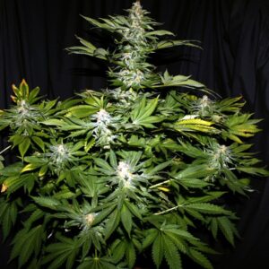 Hindu Kush Feminizada (Sensi Seeds)