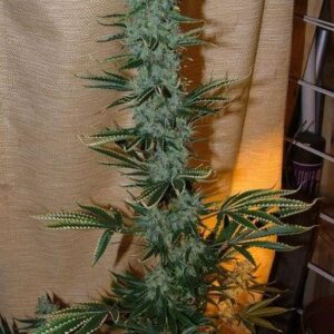 Nepal Jam Feminizada (Ace Seeds)