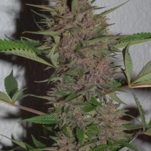 PCK Feminizada (ACE Seeds)