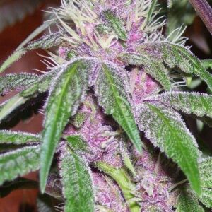 PCK Feminizada (ACE Seeds)