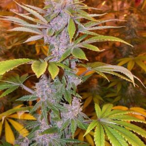 Pakistan Chitral Kush Regular (ACE Seeds)