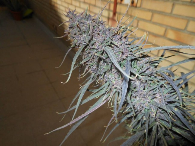 Purple Haze x Malawi Feminizada (ACE Seeds)