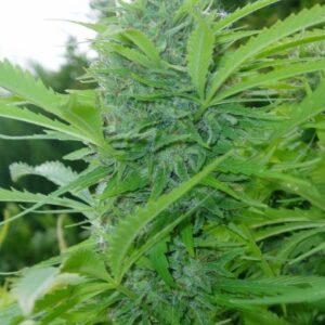 Tikal (ACE Seeds) Feminizada