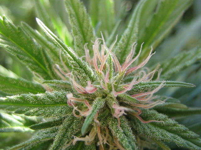 Abonos y fertilizantes para Floración de la Marihuana en Tierra