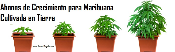 Abonos y fertilizantes para Crecimiento de la Marihuana en Tierra