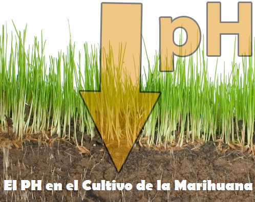 Importancia del Ph en el Cultivo de Marihuana