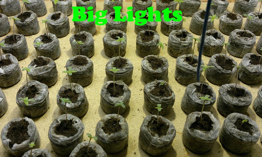 Como germinar Semillas de marihuana en tierra